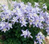 AQUILEGIA UNDERSIZED MIX